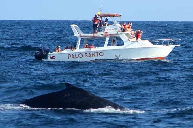 Full-Day Whale Watching Tour in Samana Bay from Cabeza de Toro - Pickup and Dock Setup: Where the Day Can Feel Smooth or Messy