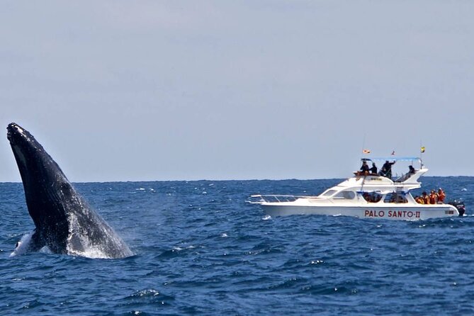 Full-day Whale watching Tour in Samana Bay from Punta Cana - El Limón Waterfall and the ranch lunch: great scenery, real stairs