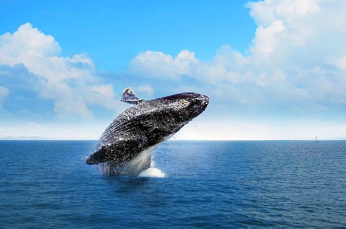 Full-day Whale watching Tour in Samana Bay from Punta Cana - Should you book this Samaná whales, beach, and waterfall day trip?