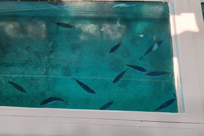 Glass-bottom boat tour to Punta Cana - Stop 1 at Cabeza de Toro: snorkeling in clear water, with gear sorted