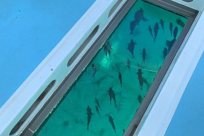 GlassBottom Catamaran with Slide - Who This Catamaran Tour Suits Best