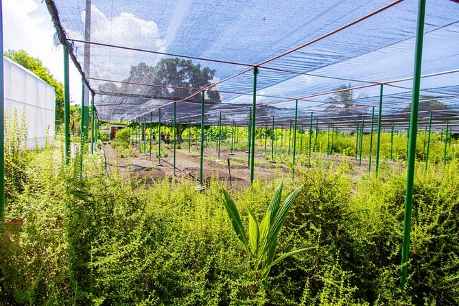 Golf Cart Eco Tour Half Day Tour - Organic orchard and fruit garden: tastings that connect to the ecology