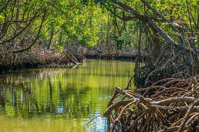 Haitises National Park with Paraiso Caño Hondo & Montaña Redonda - Los Haitises From Punta Cana: What This Day Trip Feels Like