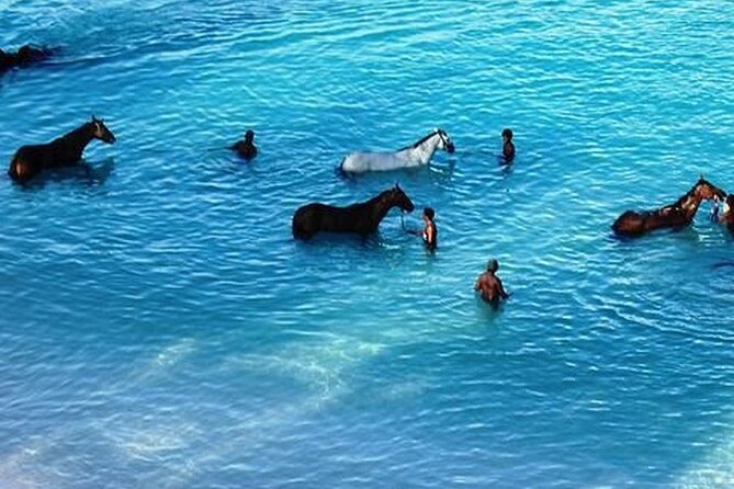 Half-Day Beach Horse Back Riding in Puerto Plata - Swimming With a Horse: What to Know About Sea Conditions