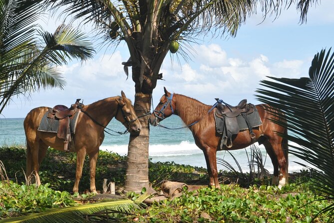 Half Day Buggies and Horseback Experience in Punta Cana - Coffee, Chocolate, and Rum Tasting: The Cultural Break You’ll Appreciate