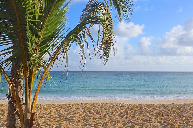 Half-Day Dominican Republic Safari Tour from Punta Cana - Rural Ranches, Tastings, and Why the Food Stops Matter