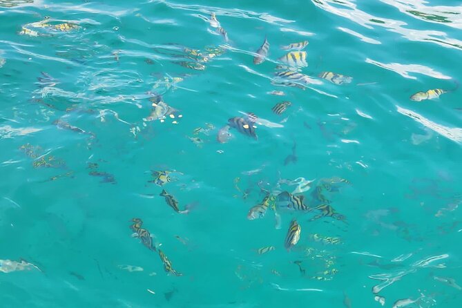 Half-day Private Catamaran Trip with Snorkeling - Snorkeling among colorful fish: what the coral-reef stop really feels like