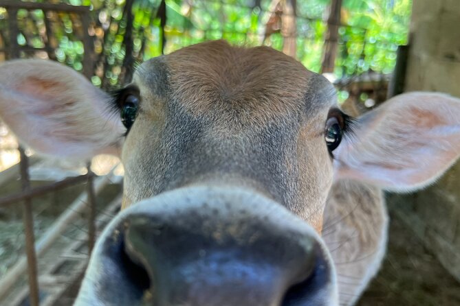 Half Day Safari and ATV or horses from Punta Cana - Ranch ride along the coast: ATV or horses, plus a real cooling-off moment