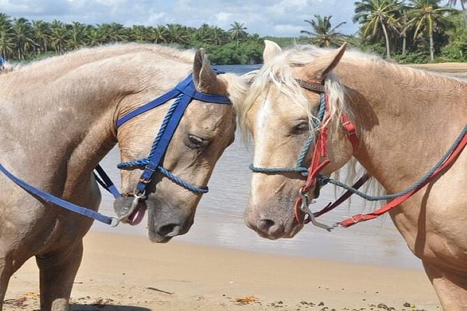 Horseback Riding to Maimon River from Punta Cana - The Maimon River Mouth: Fishermen, Fresh-and-Salt Dips, and Getting Wet the Right Way
