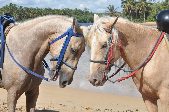 Horseback Riding Tour on the Beaches of Punta Cana - The sunset procession and why the timing matters