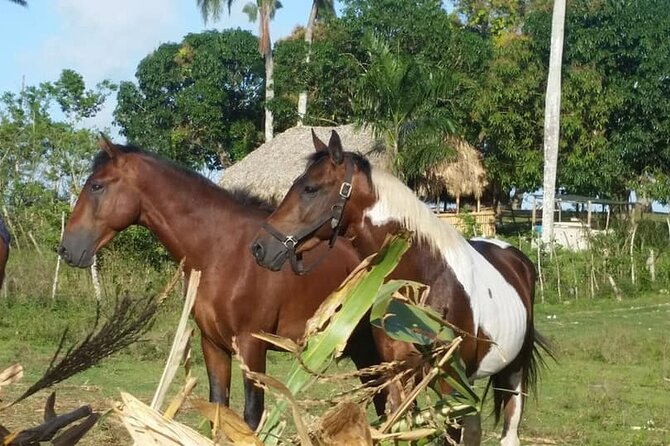 Horseback Riding with Pickup from Punta Cana - Gift shop and local Dominican candy: small purchases that actually fit the day