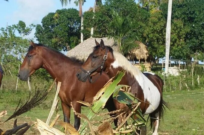 Horseback Riding with Pickup from Punta Cana - Price and value: is $65 per person worth it?