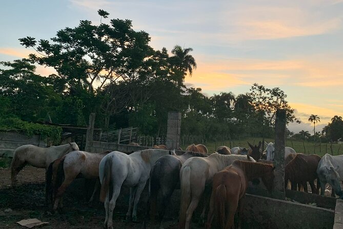 Horseback Riding with Pickup from Punta Cana - The 2.5-hour horseback ride: views, animals, and a steady pace
