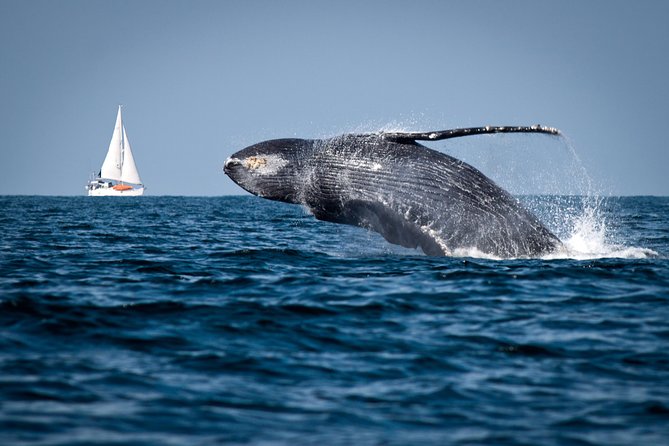 Humpback whales Watching + Samana Eco-Tour - Why this Samana humpback whale trip starts before sunrise