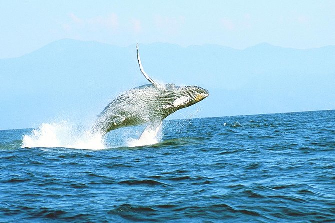 Humpback whales Watching + Samana Eco-Tour - Sabana de la Mar pier: where the day turns from bus to boat