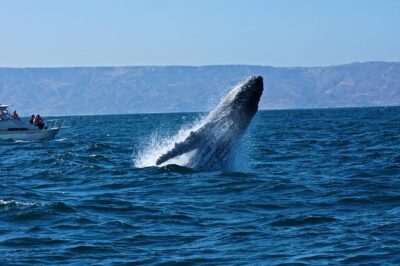 Humpback whales Watching + Samana Eco-Tour - Playa Las Ballenas and Samana Bay: the whale-viewing strategy