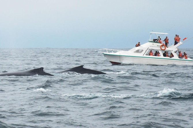 Humpback whales Watching + Samana Eco-Tour - El Salto del Limón waterfall: the big land highlight
