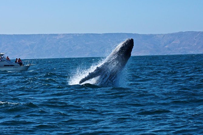 Humpback whales Watching + Samana Eco-Tour - Playa Las Ballenas and Samana Bay: the whale-viewing strategy