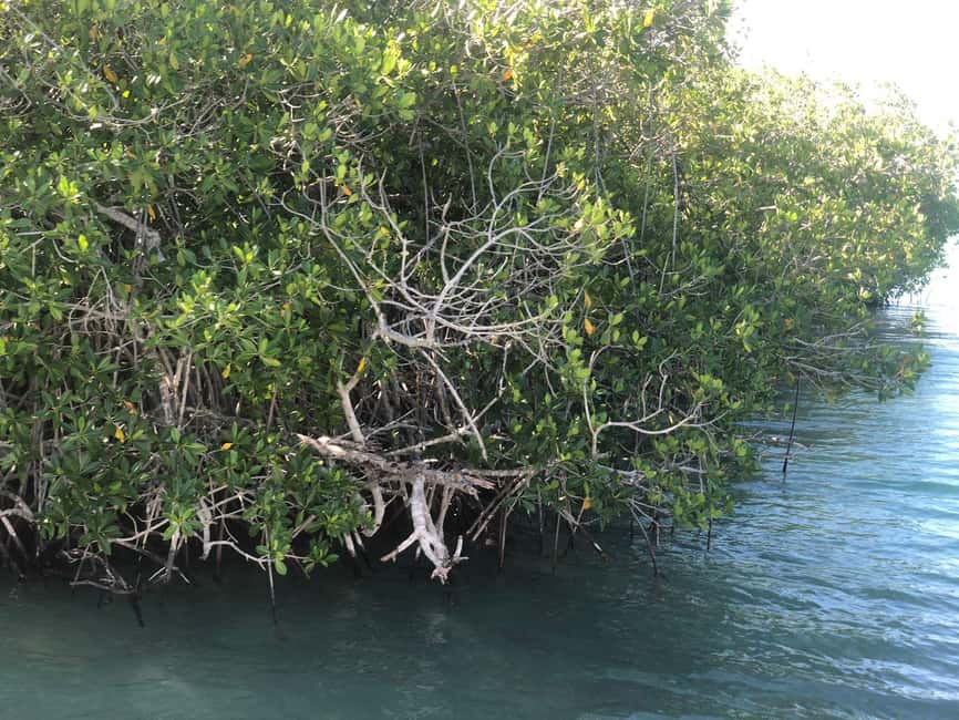 La Romana: Saona Island for Norwegian Sky Cruise Passengers - One thing to consider before you book