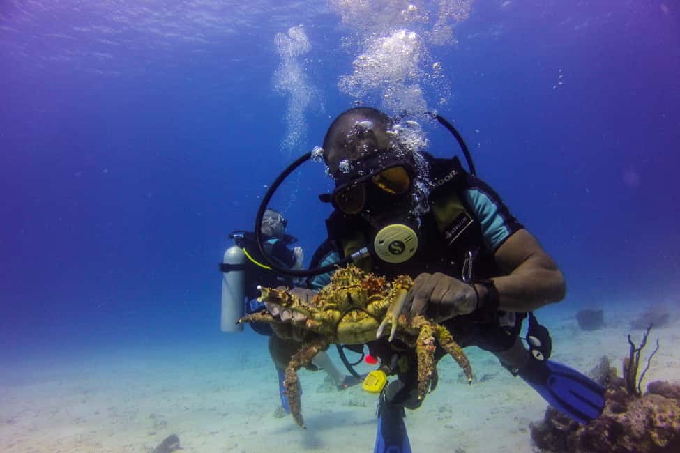 La Romana: Scuba Diving in Catalina Island - Key things to know before you go