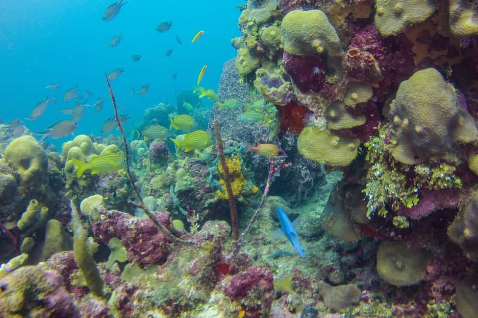 La Romana: Scuba Diving in Catalina Island - Price and value: what you’re really paying for