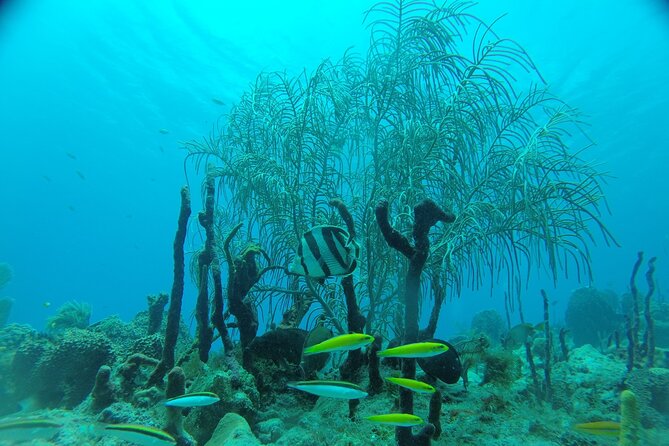 Learn to Scuba Dive in Punta Cana - Weather, Reef Conditions, and How Your Day Can Shift