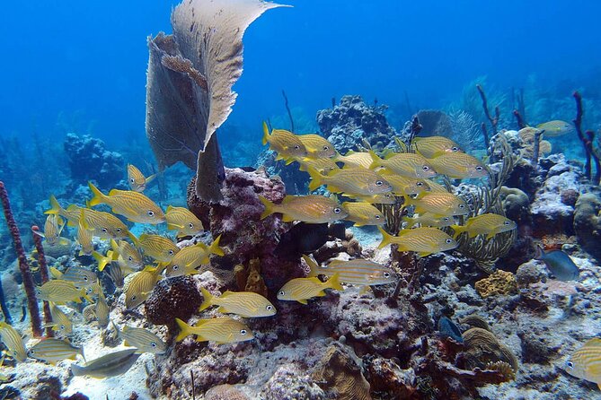 Learn to Scuba Dive in Punta Cana - The 1:00 pm Meeting Point and What the Ride Feels Like