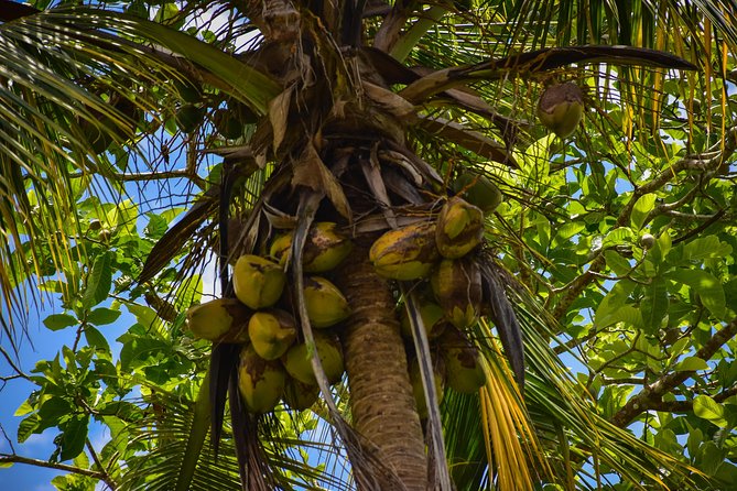 Let's do hiking in Punta Cana - The Anamuya River Stop: Nature Close Up, and What You Should Notice