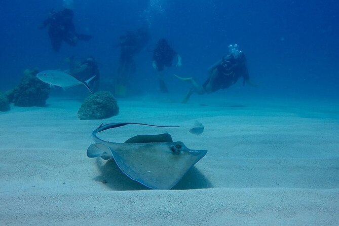 Local diving Bávaro -Double tank - Group size: max 10 changes the vibe
