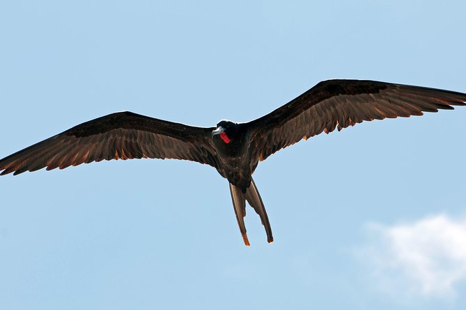 Los Haitises National Park and Cayo Levantado Island Day Trip from Samana - Cayo Levantado (Bacardi Island): buffet lunch and beach time that actually counts