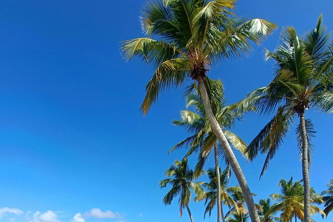 Los Haitises National Park, Montaña Redonda & Bacardi Island - Guided snorkeling: masks, fins, and when it actually happens
