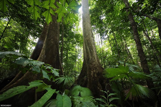 Los Haitises National Park Tour from Las Terrenas or Samana (Half Day Trip) - Los Haitises National Park in half a day: what you’re really buying