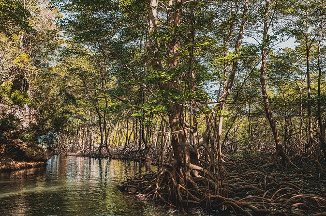 Los Haitises National Park Tour from Las Terrenas or Samana (Half Day Trip) - What to bring and how to get the most from the day