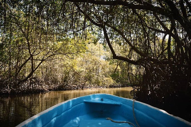 Los Haitises National Park Tour from Las Terrenas or Samana (Half Day Trip) - Who this Los Haitises tour suits (and who may want a different plan)