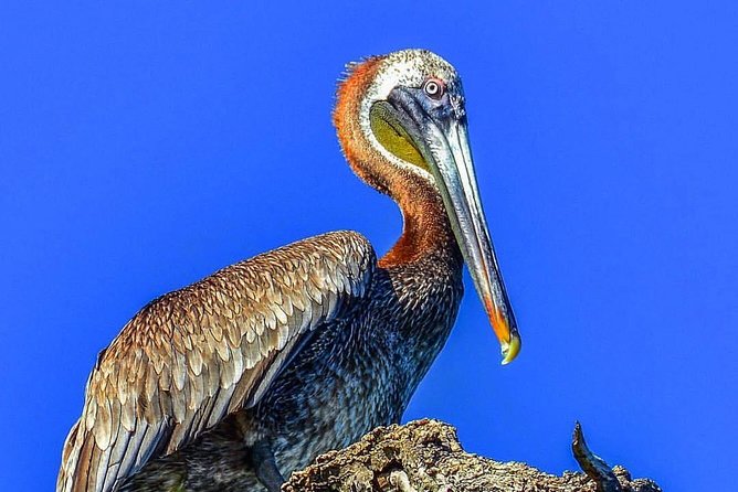 Los Haitises National Park Tour from Punta Cana Montana Redonda and Cano Hondo - Who should book this tour from Punta Cana?