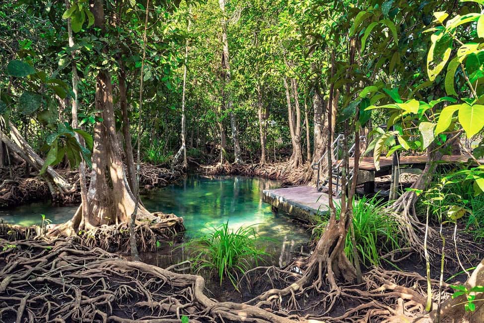 Mangroves, Mogotes and Mountains from Punta Cana - Los Haitises on Foot: Mogotes, Sinkholes, and Taino Cave Art