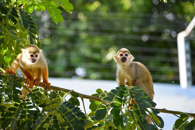 Monkey Encounter and Zip Line Tour from Amber Cove and Taino Bay - Key highlights you’ll care about
