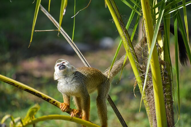 Monkey Encounter and Zip Line Tour from Amber Cove and Taino Bay - Monkey Encounter: Squirrel Monkeys, Feeding Rules, and What to Expect