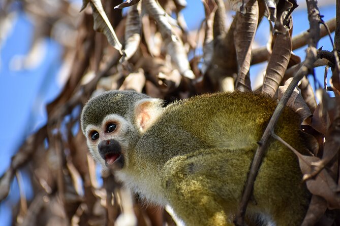 Monkey Encounter and Zip Line Tour from Amber Cove and Taino Bay - Value Check: Is $124.99 a Fair Deal?