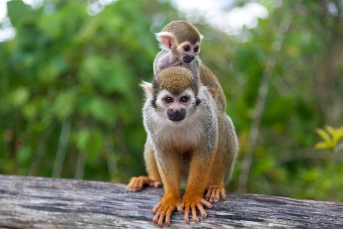 Monkeyland and Plantation Safari from La Romana - Key highlights worth your attention