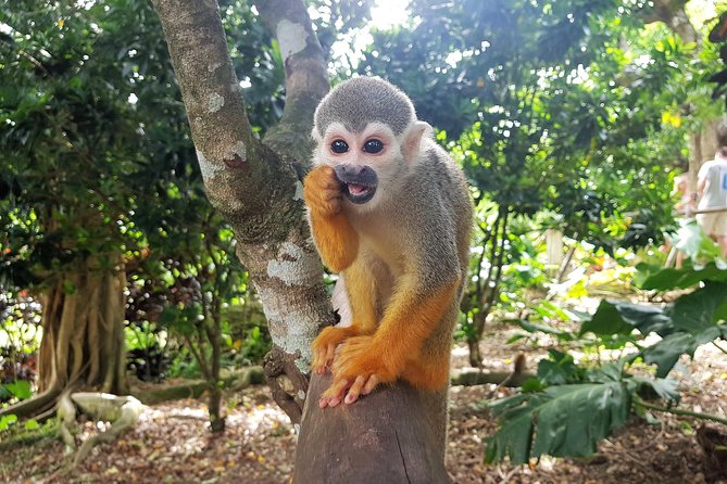 Monkeyland and Plantation Safari from La Romana - Enter Monkeyland: squirrel monkeys up close, with rules that matter