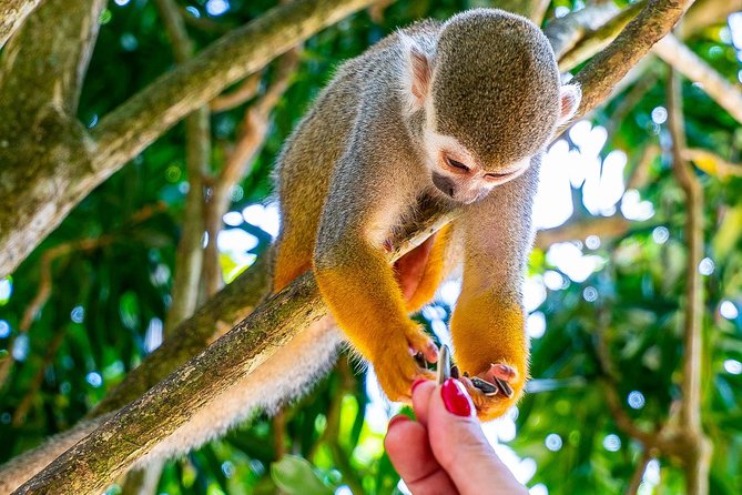 Monkeyland & Plantation Safari Full Day from Juan Dolio - Monkeyland sanctuary: squirrel monkeys, feeding, and the 45-minute window