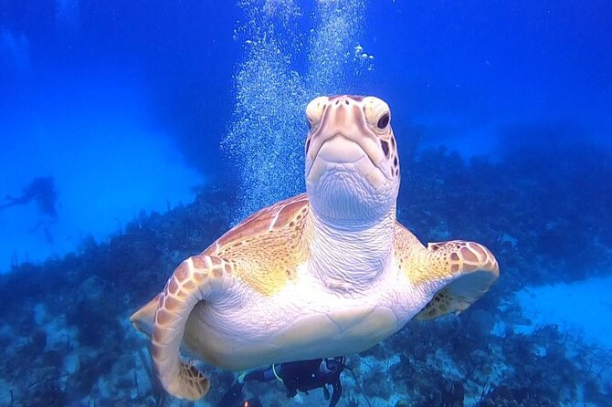 PADI Open Water Diver Course in Bayahibe - Key points before you commit