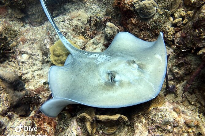 PADI Open Water Diver Course in Bayahibe - The skills list you should care about (and how it helps later)