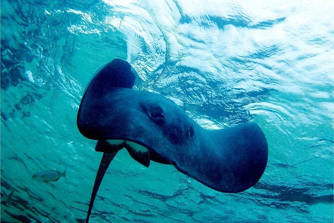 Pirates of the Caribbean Cruise- Snorkel, Sharks & Stingrays - Drinks on the Return Ride: Beer, Rum, and Soft Drinks