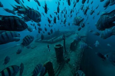 Private Bayahibe 3 Tank Diving with Lunch from Punta Cana - The 7:30 to 4:30 flow: how the day actually moves