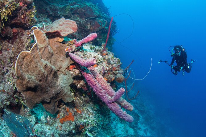 Private Bayahibe 3 Tank Diving with Lunch from Punta Cana - Who this tour fits best (and who should think twice)