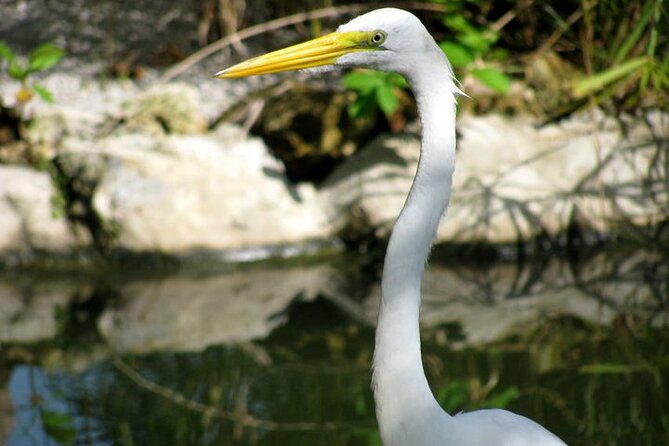 Private Boat Nature Tour of Limón Beach and Lagoon - The 9:00 am start and how the day is paced (7 hours)