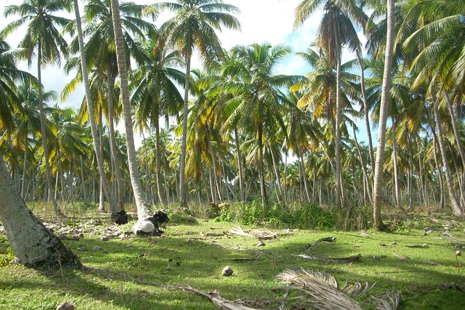 Private Boat Nature Tour of Limón Beach and Lagoon - Should you book this private Limón boat tour?