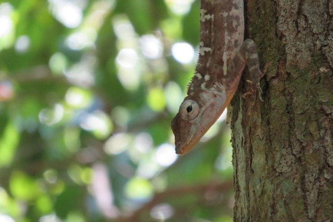 Private Boat Nature Tour of Los Haitises National Park - Included Items That Make the Day Feel Streamlined